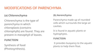 MODIFICATIONS OF PARENCHYMA
(a) Chlorenchyma
Chlorenchyma is the type of
parenchyma in which
chloroplasts (contains
chlorophylls) are found. They are
present in mesophyll of leaves.
FUNCTION
Synthesis of food
(Photosynthesis).
(b) Aerenchyma
Parenchyma made up of rounded
cells which surrounds the large air
cavities.
It is found in aquatic plants or
hydrophytes.
FUNCTION
It provides buoyancy to the aquatic
plants to help them float.
 
