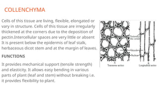 COLLENCHYMA
Cells of this tissue are living, flexible, elongated or
vary in structure. Cells of this tissue are irregularly
thickened at the corners due to the deposition of
pectin.Intercellular spaces are very little or absent
It is present below the epidermis of leaf stalk,
herbaceous dicot stem and at the margin of leaves.
FUNCTIONS
It provides mechanical support (tensile strength)
and elasticity. It allows easy bending in various
parts of plant (leaf and stem) without breaking i.e.
it provides flexibility to plant.
 