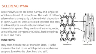 SCLERENCHYMA
Sclerenchyma cells are dead, narrow and long cells
which are devoid of protoplasm. The walls of cells of
sclerenchyma are greatly thickened with deposition
of lignin. Such cell walls are called lignified. The cells
of sclerenchyma are closely packed without
intercellular spaces. They are found in stems, roots,
veins of leaves (in vascular bundle), hard coverings
of seed and fruits.
FUNCTIONS
They form hypodermis of monocot stem. It is the
main mechanical tissue which provides mechanical
support. It makes the plant hard and stiff.
 