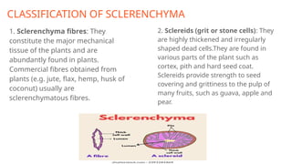 CLASSIFICATION OF SCLERENCHYMA
1. Sclerenchyma fibres: They
constitute the major mechanical
tissue of the plants and are
abundantly found in plants.
Commercial fibres obtained from
plants (e.g. jute, flax, hemp, husk of
coconut) usually are
sclerenchymatous fibres.
2. Sclereids (grit or stone cells): They
are highly thickened and irregularly
shaped dead cells.They are found in
various parts of the plant such as
cortex, pith and hard seed coat.
Sclereids provide strength to seed
covering and grittiness to the pulp of
many fruits, such as guava, apple and
pear.
 