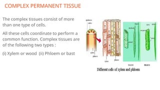 COMPLEX PERMANENT TISSUE
The complex tissues consist of more
than one type of cells.
All these cells coordinate to perform a
common function. Complex tissues are
of the following two types :
(i) Xylem or wood (ii) Phloem or bast
 