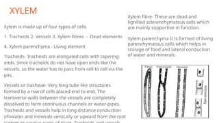 XYLEM
Xylem is made up of four types of cells
1. Tracheids 2. Vessels 3. Xylem fibres - Dead elements
4. Xylem parenchyma - Living element
Tracheids- Tracheids are elongated cells with tapering
ends. Since tracheids do not have open ends like the
vessels, so the water has to pass from cell to cell via the
pits.
Vessels or tracheae- Very long tube like structures
formed by a row of cells placed end to end. The
transverse walls between the vessels are completely
dissolved to form continuous channels or water-pipes.
Tracheids and vessels help in long distance conduction
ofnwater and minerals vertically or upward from the root
Xylem fibre- These are dead and
lignified sclerenchymatous cells which
are mainly supportive in function.
Xylem parenchyma It is formed of living
parenchymatous cells which helps in
storage of food and lateral conduction
of water and minerals.
 