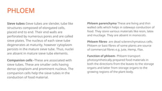 PHLOEM
Sieve tubes-Sieve tubes are slender, tube like
structures composed of elongated cells,
placed end to end. Their end walls are
perforated by numerous pores and are called
sieve plates. The nucleus of each sieve tube
degenerates at maturity, however cytoplasm
persists in the mature sieve tube. Thus, nuclei
are absent in mature sieve tube elements.
Companion cells -These are associated with
sieve tubes. These are smaller cells having
dense cytoplasm and prominent nucleus. The
companion cells help the sieve tubes in the
conduction of food material.
Phloem parenchyma These are living and thin
walled cells which helps in sideways conduction of
food. They store various materials like resin, latex
and mucilage. They are absent in monocots.
Phloem fibres- are dead sclerenchymatous cells.
Phloem or bast fibres of some plants are source
of commercial fibres e.g. Jute, Hemp, Flax.
Function of phloem- Phloem transport
photosynthetically prepared food materials in
both the directions from the leaves to the storage
organs and latter from storage organs to the
growing regions of the plant body.
 