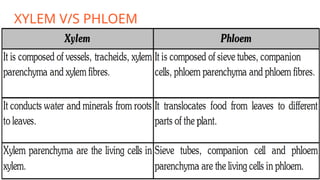 XYLEM V/S PHLOEM
 