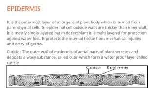 EPIDERMIS
It is the outermost layer of all organs of plant body which is formed from
parenchymal cells. In epidermal cell outside walls are thicker than inner wall.
It is mostly single layered but in desert plant it is multi layered for protection
against water loss. It protects the internal tissue from mechanical injuries
and entry of germs.
Cuticle : The outer wall of epidermis of aerial parts of plant secretes and
deposits a waxy substance, called cutin which form a water proof layer called
cuticle.
 