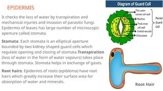 EPIDERMIS
It checks the loss of water by transpiration and
mechanical injuries and invasion of parasitic fungi.
Epidermis of leaves has large number of microscopic
aperture called stomata.
Stomata: Each stomata is an elliptical aperture
bounded by two kidney shaped guard cells which
regulate opening and closing of stomata.Transpiration
(loss of water in the form of water vapours) takes place
through stomata. Stomata helps in exchange of gases.
Root hairs: Epidermis of roots (epiblema) have root
hairs which greatly increase their surface area for
absorption of water and minerals.
Root Hair
 