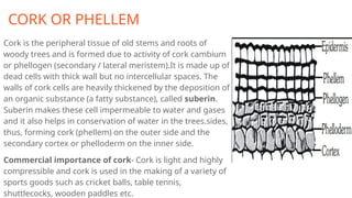 CORK OR PHELLEM
Cork is the peripheral tissue of old stems and roots of
woody trees and is formed due to activity of cork cambium
or phellogen (secondary / lateral meristem).It is made up of
dead cells with thick wall but no intercellular spaces. The
walls of cork cells are heavily thickened by the deposition of
an organic substance (a fatty substance), called suberin.
Suberin makes these cell impermeable to water and gases
and it also helps in conservation of water in the trees.sides,
thus, forming cork (phellem) on the outer side and the
secondary cortex or phelloderm on the inner side.
Commercial importance of cork- Cork is light and highly
compressible and cork is used in the making of a variety of
sports goods such as cricket balls, table tennis,
shuttlecocks, wooden paddles etc.
 