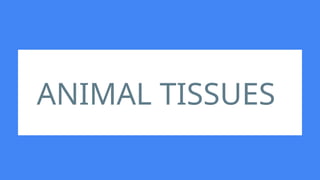 ANIMAL TISSUES
 