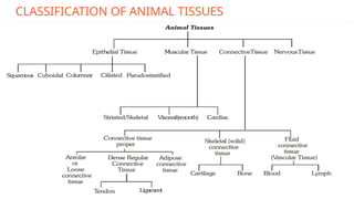CLASSIFICATION OF ANIMAL TISSUES
 