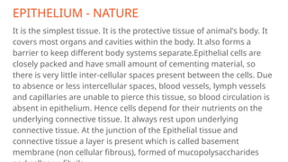 EPITHELIUM - NATURE
It is the simplest tissue. It is the protective tissue of animal's body. It
covers most organs and cavities within the body. It also forms a
barrier to keep different body systems separate.Epithelial cells are
closely packed and have small amount of cementing material, so
there is very little inter-cellular spaces present between the cells. Due
to absence or less intercellular spaces, blood vessels, lymph vessels
and capillaries are unable to pierce this tissue, so blood circulation is
absent in epithelium. Hence cells depend for their nutrients on the
underlying connective tissue. It always rest upon underlying
connective tissue. At the junction of the Epithelial tissue and
connective tissue a layer is present which is called basement
membrane (non cellular fibrous), formed of mucopolysaccharides
 