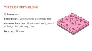 TYPES OF EPITHELIUM
(i) Squamous
Description: Flattened cells, extremely thin.
Common locations: Blood vessel walls, alveoli
of lungs, Buccal cavity, skin,
Function: Diffusion
 