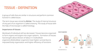 TISSUE - DEFINITION
A group of cells that are similar in structure and perform common
function is called tissue.
The term tissue was coined by Bichat. The study of internal structure
of any part of an organism is called anatomy. The study of tissue with
the help of microscope is called histology.
Importance of tissues
Workload of individual cell has decreased. Tissues become organized
to form organs and organs into organ systems. Formation of tissues
has brought about division of labour in multicellular
organisms.Multicellular organisms have higher survival due to
improved body organization and higher efficiency of functions.
 
