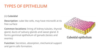 TYPES OF EPITHELIUM
(ii) Cuboidal
Description: cube like cells, may have microvilli at its
free surface
Common locations: lining of kidney tubules, thyroid
gland, ducts of salivary glands and sweat gland. It
forms germinal epithelium of gonads (testes and
ovaries)
Function: Secretion, absorption, mechanical support
and germ cells formation.
 