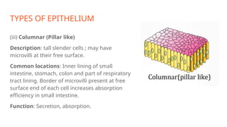 TYPES OF EPITHELIUM
(iii) Columnar (Pillar like)
Description: tall slender cells ; may have
microvilli at their free surface.
Common locations: Inner lining of small
intestine, stomach, colon and part of respiratory
tract lining. Border of microvilli present at free
surface end of each cell increases absorption
efficiency in small intestine.
Function: Secretion, absorption.
 