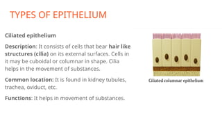 TYPES OF EPITHELIUM
Ciliated epithelium
Description: It consists of cells that bear hair like
structures (cilia) on its external surfaces. Cells in
it may be cuboidal or columnar in shape. Cilia
helps in the movement of substances.
Common location: It is found in kidney tubules,
trachea, oviduct, etc.
Functions: It helps in movement of substances.
 