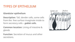 TYPES OF EPITHELIUM
Glandular epithelium
Description: Tall, slender cells, some cells
from the free surface invaginate inside to
form secretory cells – goblet cells.
Common location: Lining of intestine &
glands
Function: Secretion of mucus and other
secretions.
 