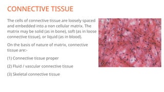 CONNECTIVE TISSUE
The cells of connective tissue are loosely spaced
and embedded into a non cellular matrix. The
matrix may be solid (as in bone), soft (as in loose
connective tissue), or liquid (as in blood).
On the basis of nature of matrix, connective
tissue are:-
(1) Connective tissue proper
(2) Fluid / vascular connective tissue
(3) Skeletal connective tissue
 