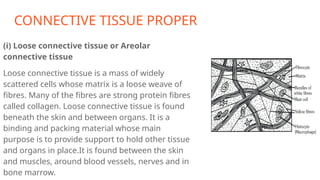 CONNECTIVE TISSUE PROPER
(i) Loose connective tissue or Areolar
connective tissue
Loose connective tissue is a mass of widely
scattered cells whose matrix is a loose weave of
fibres. Many of the fibres are strong protein fibres
called collagen. Loose connective tissue is found
beneath the skin and between organs. It is a
binding and packing material whose main
purpose is to provide support to hold other tissue
and organs in place.It is found between the skin
and muscles, around blood vessels, nerves and in
bone marrow.
 