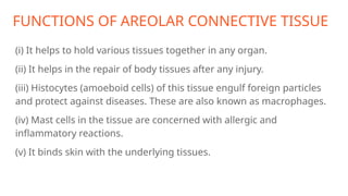 FUNCTIONS OF AREOLAR CONNECTIVE TISSUE
(i) It helps to hold various tissues together in any organ.
(ii) It helps in the repair of body tissues after any injury.
(iii) Histocytes (amoeboid cells) of this tissue engulf foreign particles
and protect against diseases. These are also known as macrophages.
(iv) Mast cells in the tissue are concerned with allergic and
inflammatory reactions.
(v) It binds skin with the underlying tissues.
 