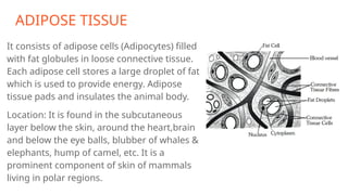 ADIPOSE TISSUE
It consists of adipose cells (Adipocytes) filled
with fat globules in loose connective tissue.
Each adipose cell stores a large droplet of fat
which is used to provide energy. Adipose
tissue pads and insulates the animal body.
Location: It is found in the subcutaneous
layer below the skin, around the heart,brain
and below the eye balls, blubber of whales &
elephants, hump of camel, etc. It is a
prominent component of skin of mammals
living in polar regions.
 