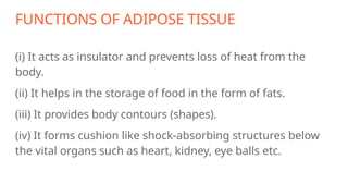 FUNCTIONS OF ADIPOSE TISSUE
(i) It acts as insulator and prevents loss of heat from the
body.
(ii) It helps in the storage of food in the form of fats.
(iii) It provides body contours (shapes).
(iv) It forms cushion like shock-absorbing structures below
the vital organs such as heart, kidney, eye balls etc.
 