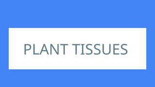 PLANT TISSUES
 