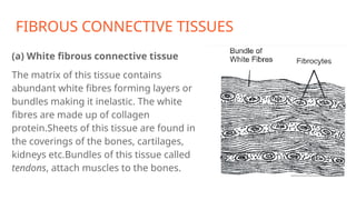 FIBROUS CONNECTIVE TISSUES
(a) White fibrous connective tissue
The matrix of this tissue contains
abundant white fibres forming layers or
bundles making it inelastic. The white
fibres are made up of collagen
protein.Sheets of this tissue are found in
the coverings of the bones, cartilages,
kidneys etc.Bundles of this tissue called
tendons, attach muscles to the bones.
 