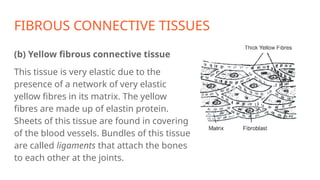 FIBROUS CONNECTIVE TISSUES
(b) Yellow fibrous connective tissue
This tissue is very elastic due to the
presence of a network of very elastic
yellow fibres in its matrix. The yellow
fibres are made up of elastin protein.
Sheets of this tissue are found in covering
of the blood vessels. Bundles of this tissue
are called ligaments that attach the bones
to each other at the joints.
 