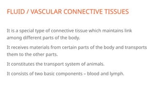 FLUID / VASCULAR CONNECTIVE TISSUES
It is a special type of connective tissue which maintains link
among different parts of the body.
It receives materials from certain parts of the body and transports
them to the other parts.
It constitutes the transport system of animals.
It consists of two basic components – blood and lymph.
 