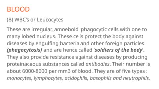 BLOOD
(B) WBC’s or Leucocytes
These are irregular, amoeboid, phagocytic cells with one to
many lobed nucleus. These cells protect the body against
diseases by engulfing bacteria and other foreign particles
(phagocytosis) and are hence called ‘soldiers of the body’.
They also provide resistance against diseases by producing
proteinaceous substances called antibodies. Their number is
about 6000-8000 per mm3 of blood. They are of five types :
monocytes, lymphocytes, acidophils, basophils and neutrophils.
 