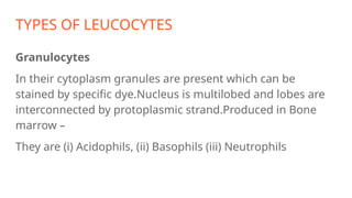 TYPES OF LEUCOCYTES
Granulocytes
In their cytoplasm granules are present which can be
stained by specific dye.Nucleus is multilobed and lobes are
interconnected by protoplasmic strand.Produced in Bone
marrow –
They are (i) Acidophils, (ii) Basophils (iii) Neutrophils
 