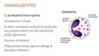 GRANULOCYTES
(i) Acidophils/Eosinophils
Amoeboid in shape.
In their cytoplasm acidophilic granules
are present which can be stained by
acidic dye Eosin.
Nucleus is bilobed.
They protect body against allergy &
parasitic infection.
 