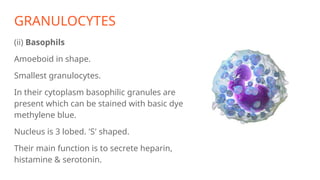 GRANULOCYTES
(ii) Basophils
Amoeboid in shape.
Smallest granulocytes.
In their cytoplasm basophilic granules are
present which can be stained with basic dye
methylene blue.
Nucleus is 3 lobed. 'S' shaped.
Their main function is to secrete heparin,
histamine & serotonin.
 