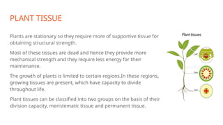 PLANT TISSUE
Plants are stationary so they require more of supportive tissue for
obtaining structural strength.
Most of these tissues are dead and hence they provide more
mechanical strength and they require less energy for their
maintenance.
The growth of plants is limited to certain regions.In these regions,
growing tissues are present, which have capacity to divide
throughout life.
Plant tissues can be classified into two groups on the basis of their
division capacity, meristematic tissue and permanent tissue.
 