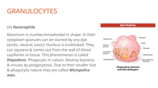 GRANULOCYTES
(iii) Neutrophils
Maximum in number.Amoeboidal in shape. In their
cytoplasm granules can be stained by any dye
(acidic, neutral, basic). Nucleus is multilobed. They
can squeeze & comes out from the wall of blood
capillaries in tissue. This phenomenon is called
Diapedesis. Phagocytic in nature. Destroy bacteria
& viruses by phagocytosis. Due to their smaller size
& phagocytic nature they are called Micropolice
man.
 