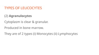 TYPES OF LEUCOCYTES
(2) Agranulocytes
Cytoplasm is clear & granular.
Produced in bone marrow.
They are of 2 types (i) Monocytes (ii) Lymphocytes
 