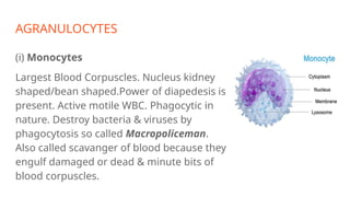 AGRANULOCYTES
(i) Monocytes
Largest Blood Corpuscles. Nucleus kidney
shaped/bean shaped.Power of diapedesis is
present. Active motile WBC. Phagocytic in
nature. Destroy bacteria & viruses by
phagocytosis so called Macropoliceman.
Also called scavanger of blood because they
engulf damaged or dead & minute bits of
blood corpuscles.
 