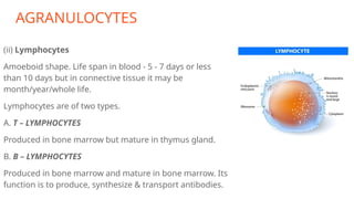 AGRANULOCYTES
(ii) Lymphocytes
Amoeboid shape. Life span in blood - 5 - 7 days or less
than 10 days but in connective tissue it may be
month/year/whole life.
Lymphocytes are of two types.
A. T – LYMPHOCYTES
Produced in bone marrow but mature in thymus gland.
B. B – LYMPHOCYTES
Produced in bone marrow and mature in bone marrow. Its
function is to produce, synthesize & transport antibodies.
 