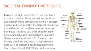 SKELETAL CONNECTIVE TISSUES
Bone- It is a rigid connective tissue that has a
matrix of collagen fibres embedded in calcium
and phosphorous compounds, giving it greater
rigidity and strength. It is the hardest connective
tissue that forms the skeleton of vertebrates.
Bone is surrounded by a thick sheath called
periosteum. Like other connective tissues it is
also made of matrix and cells. The matrix of
bone is very hard because of the presence of
salts such as calcium phosphate( maximum
invertebrate bone), CaCO3, etc. and a protein
 