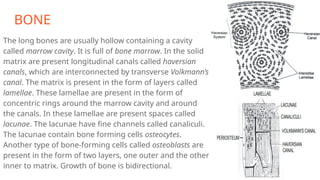BONE
The long bones are usually hollow containing a cavity
called marrow cavity. It is full of bone marrow. In the solid
matrix are present longitudinal canals called haversian
canals, which are interconnected by transverse Volkmann’s
canal. The matrix is present in the form of layers called
lamellae. These lamellae are present in the form of
concentric rings around the marrow cavity and around
the canals. In these lamellae are present spaces called
lacunae. The lacunae have fine channels called canaliculi.
The lacunae contain bone forming cells osteocytes.
Another type of bone-forming cells called osteoblasts are
present in the form of two layers, one outer and the other
inner to matrix. Growth of bone is bidirectional.
 