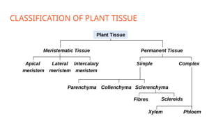 CLASSIFICATION OF PLANT TISSUE
 