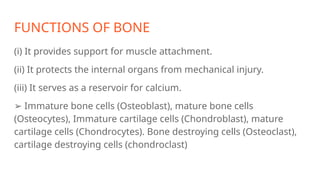 FUNCTIONS OF BONE
(i) It provides support for muscle attachment.
(ii) It protects the internal organs from mechanical injury.
(iii) It serves as a reservoir for calcium.
➢ Immature bone cells (Osteoblast), mature bone cells
(Osteocytes), Immature cartilage cells (Chondroblast), mature
cartilage cells (Chondrocytes). Bone destroying cells (Osteoclast),
cartilage destroying cells (chondroclast)
 