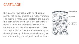CARTILAGE
It is a connective tissue with an abundant
number of collagen fibres in a rubbery matrix.
The matrix is made up of proteins and sugars.
It is both strong and flexible but softer than
bone. It forms the embryonic skeleton of
vertebrates and the adult skeleton of sharks
and rays. It also occurs in the human body in
the ear pinna, tip of the nose, trachea, larynx
and surrounding ends of joints such as knees.
 