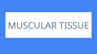 MUSCULAR TISSUE
 
