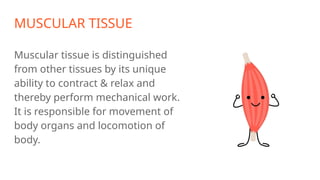MUSCULAR TISSUE
Muscular tissue is distinguished
from other tissues by its unique
ability to contract & relax and
thereby perform mechanical work.
It is responsible for movement of
body organs and locomotion of
body.
 