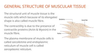 GENERAL STRUCTURE OF MUSCULAR TISSUE
The structural unit of muscle tissue is the
muscle cells which because of its elongated
shape is also called muscle fibre.
The contractility is due to the presence of
contractile proteins (Actin & Myosin) in the
muscle fibre.
The plasma membrane of muscle cells is
called sarcolemma and endoplasmic
reticulum of muscle cell is called
sarcoplasmic reticulum.
 