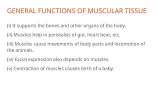 GENERAL FUNCTIONS OF MUSCULAR TISSUE
(i) It supports the bones and other organs of the body.
(ii) Muscles help in peristalsis of gut, heart beat, etc.
(iii) Muscles cause movements of body parts and locomotion of
the animals.
(iv) Facial expression also depends on muscles.
(v) Contraction of muscles causes birth of a baby.
 