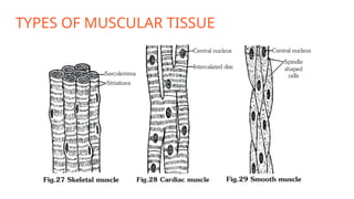 TYPES OF MUSCULAR TISSUE
 