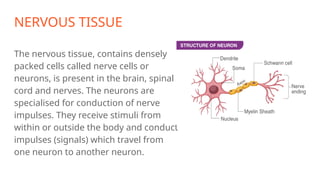NERVOUS TISSUE
The nervous tissue, contains densely
packed cells called nerve cells or
neurons, is present in the brain, spinal
cord and nerves. The neurons are
specialised for conduction of nerve
impulses. They receive stimuli from
within or outside the body and conduct
impulses (signals) which travel from
one neuron to another neuron.
 