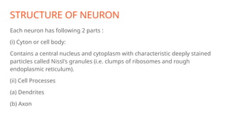 STRUCTURE OF NEURON
Each neuron has following 2 parts :
(i) Cyton or cell body:
Contains a central nucleus and cytoplasm with characteristic deeply stained
particles called Nissl's granules (i.e. clumps of ribosomes and rough
endoplasmic reticulum).
(ii) Cell Processes
(a) Dendrites
(b) Axon
 
